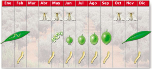 fases polilla olivo calendario